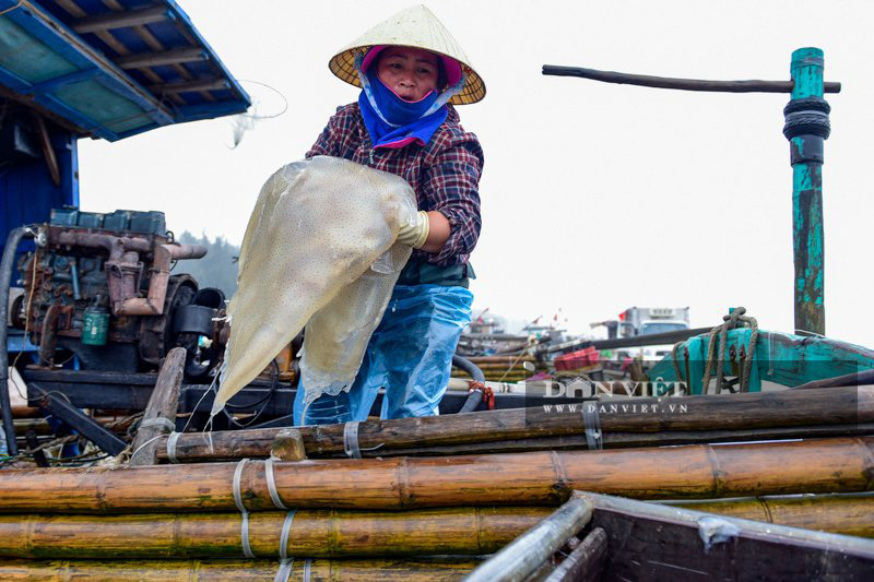 Ra khơi bắt con nhơn nhớt lại nhiều chân, ngư dân Thanh Hóa có tiền triệu - Ảnh 2.