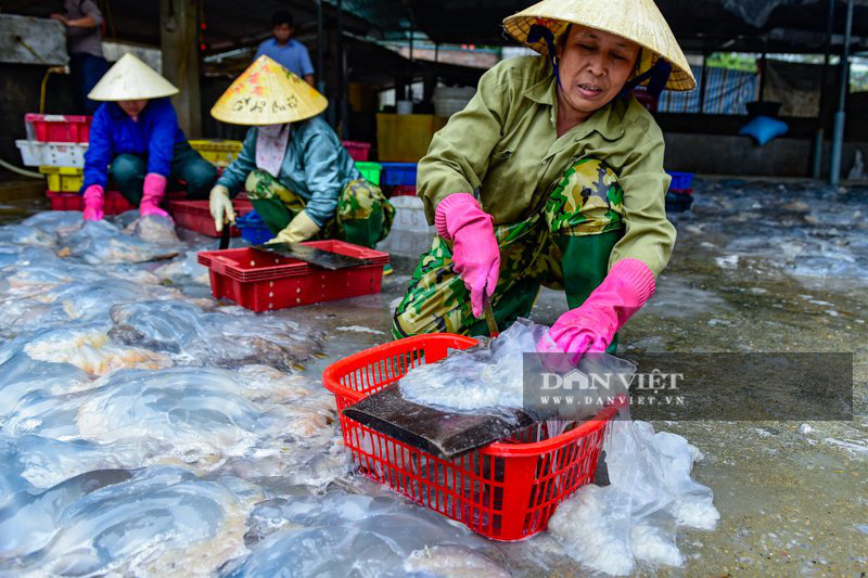 Ra khơi bắt con nhơn nhớt lại nhiều chân, ngư dân Thanh Hóa có tiền triệu - Ảnh 4.