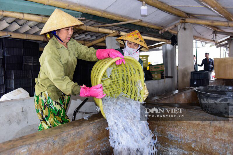 Ra khơi bắt con nhơn nhớt lại nhiều chân, ngư dân Thanh Hóa có tiền triệu - Ảnh 10.