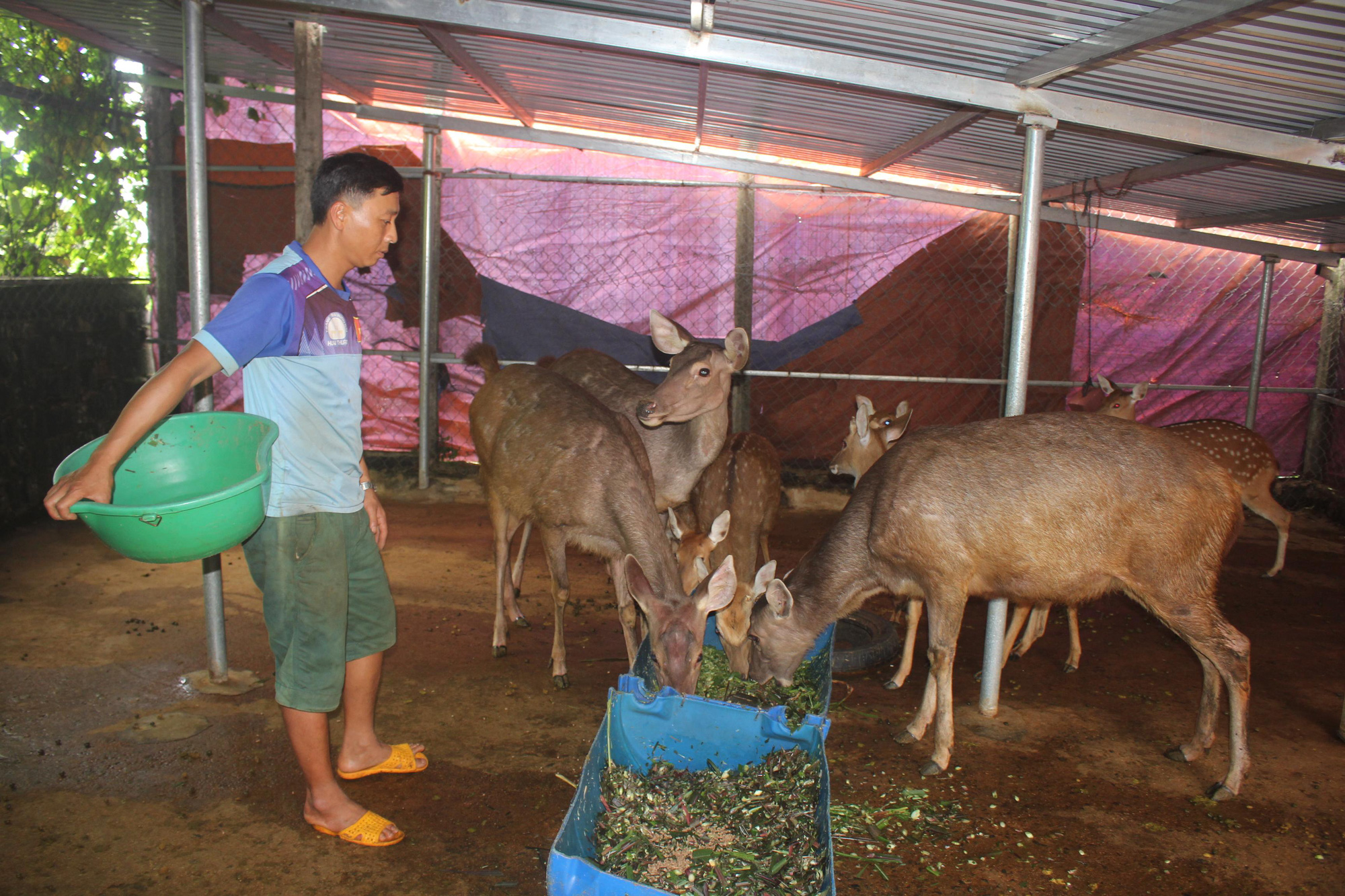 Gia Lai: Ôm nợ vì hồ tiêu, chàng trai chân đất liều lĩnh nuôi hươu, nai - Ảnh 1.