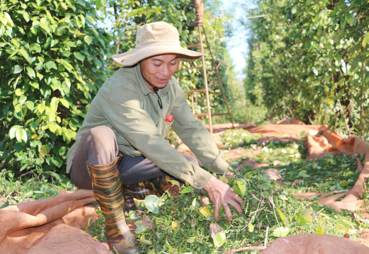 Giá tiêu hôm nay tăng mạnh, sát 58.000 đồng/kg, có lãi nhưng nhiều chủ vườn vẫn không dám làm điều này - Ảnh 5.