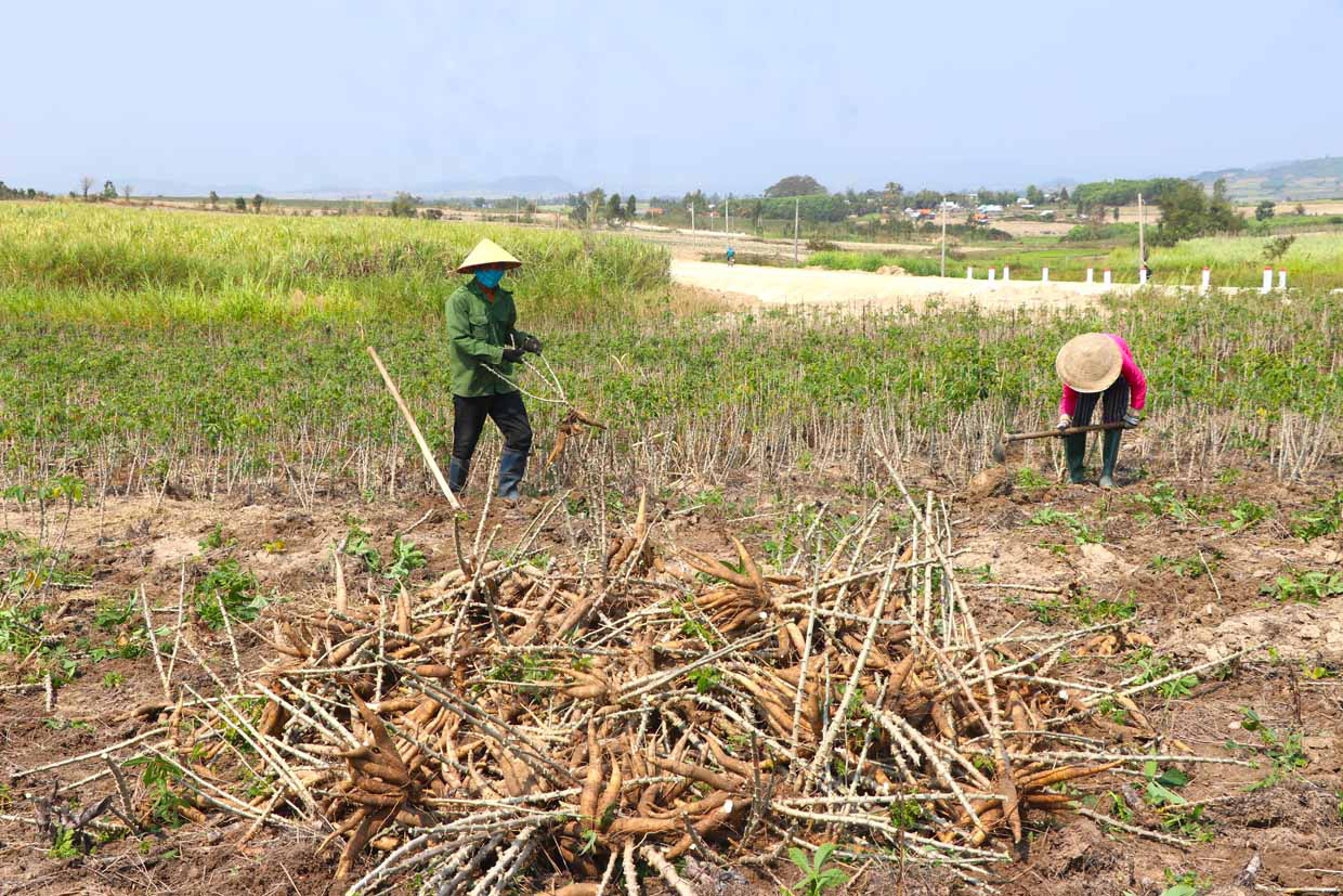 Gia Lai: Giá mì tăng cao, ai cũng lãi khá nhưng vì sao ngành nông nghiệp khuyến cáo không ồ ạt trồng? - Ảnh 1.