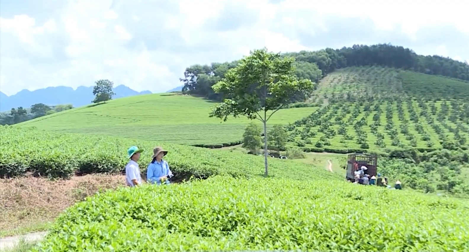 Tuyên Quang: Thay đổi, nâng cao chất lượng chè nông sản, mỗi hộ thành viên thu về hơn 100 triệu/năm/hecta - Ảnh 2.