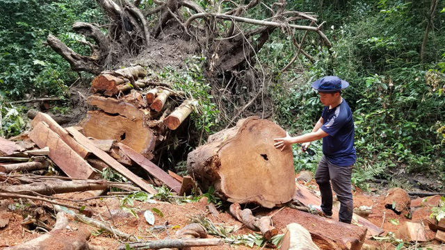 Gia Lai: Khởi tố, chuyển cơ quan công an điều tra vụ cây giáng hương cổ thụ bị cưa hạ - Ảnh 2.