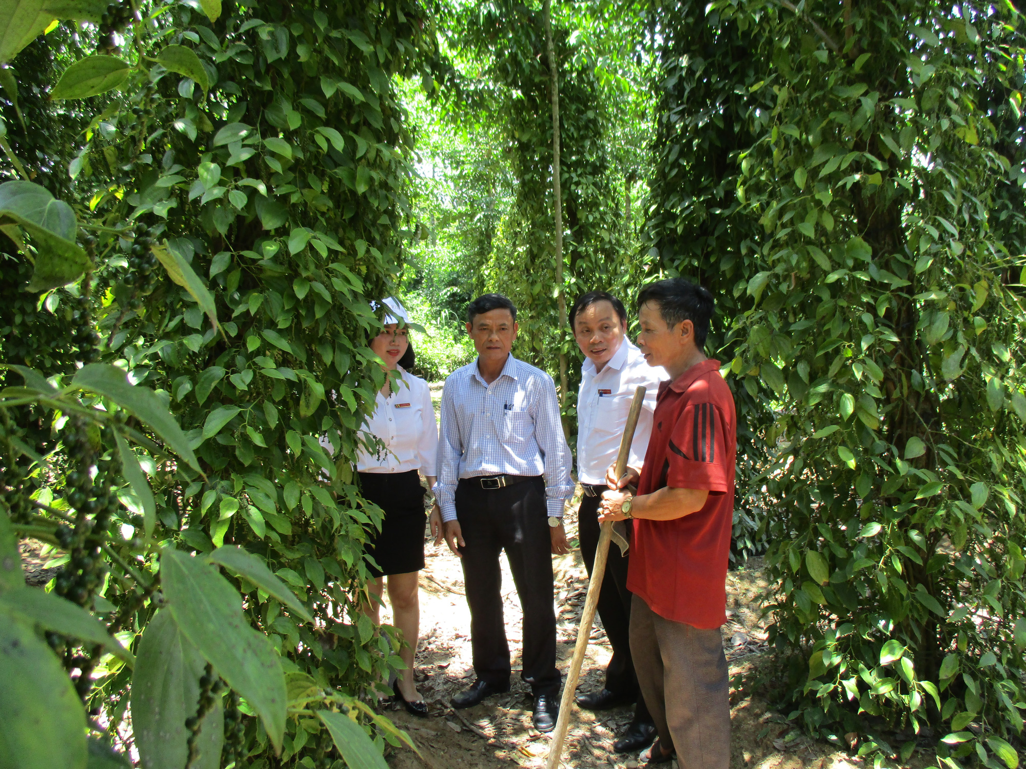 Quảng Nam: Tiên Mỹ đạt chuẩn Nông thôn mới, người dân thu nhập tăng gấp 3 lần  - Ảnh 2.