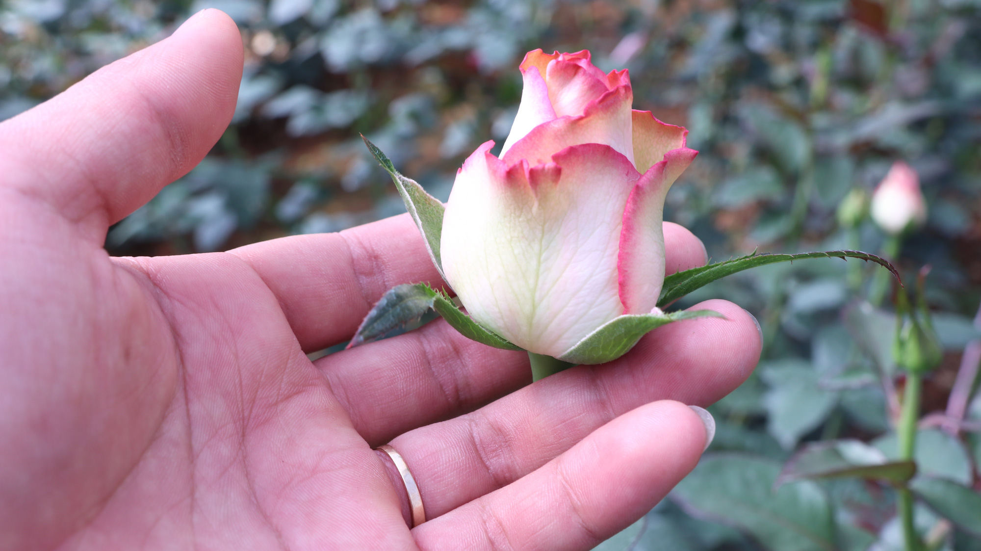 Người dân phấn khởi thu hoạch hoa hồng cận ngày Quốc tế Phụ nữ, &quot;vớt vát&quot; mùa Covid-19 - Ảnh 4.