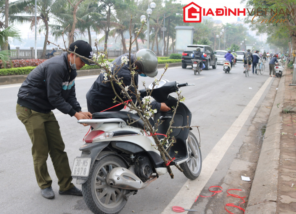 Người dân Hà Nội chen chân mua loài hoa trắng tinh khôi trưng nhà níu giữ sắc xuân - Ảnh 7.