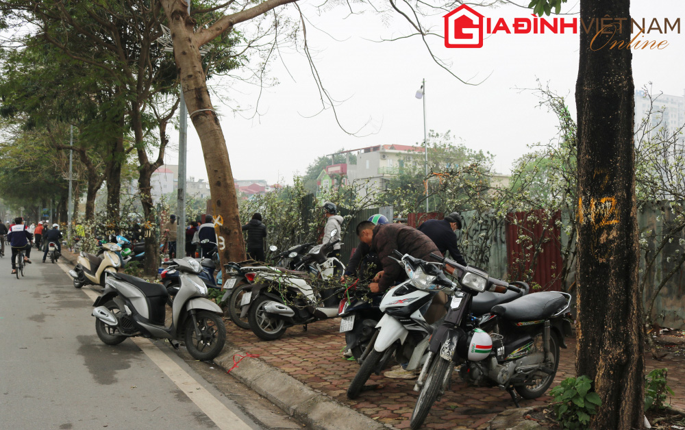 Người dân Hà Nội chen chân mua loài hoa trắng tinh khôi trưng nhà níu giữ sắc xuân - Ảnh 3.