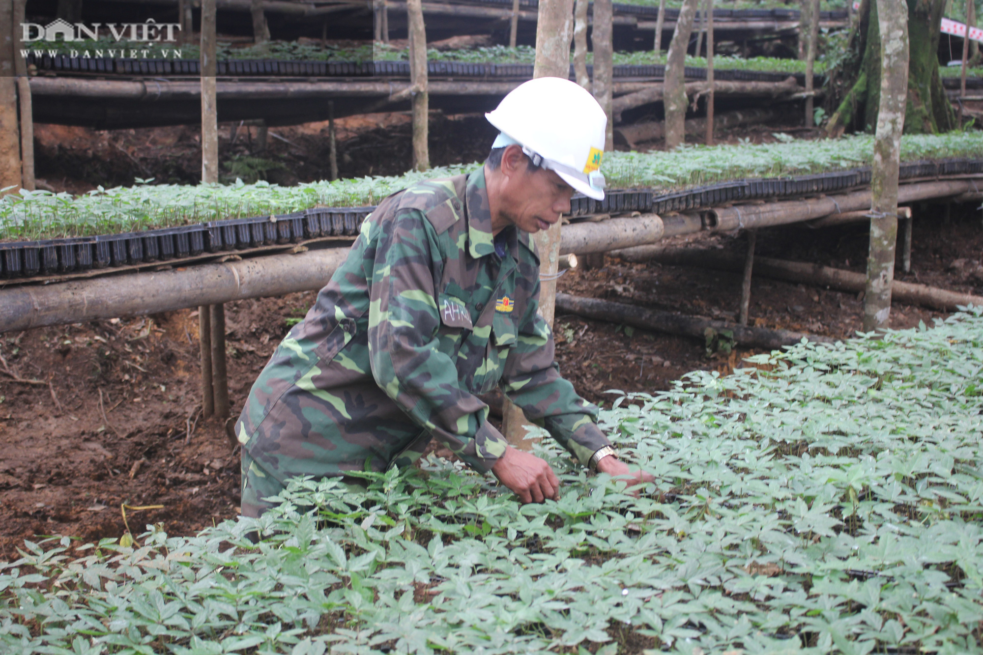 Kon Tum: Khuyến khích nông dân trồng và phát triển cây triệu đô - Ảnh 2.