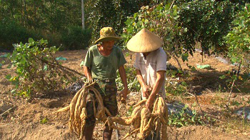 Đồng Nai: Trồng loại dây dại rễ biến thành củ trên vùng đất xám, anh nông dân nhanh chóng giàu to - Ảnh 1.