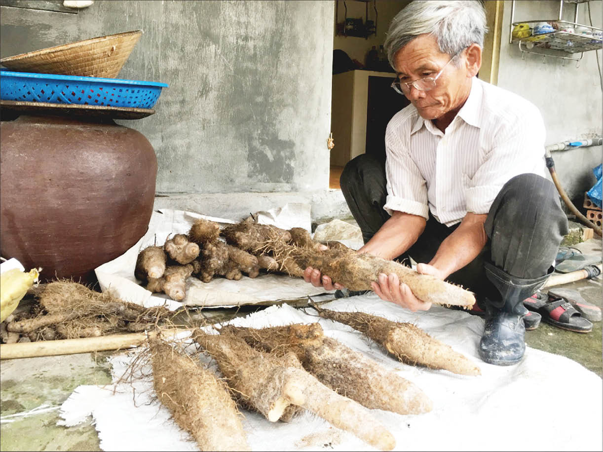 Trồng củ tiến Vua lắm lông, tròn to chắc nịch theo cách lạ, 6 tháng đã được thu, ông nông dân có khoản lớn - Ảnh 1.