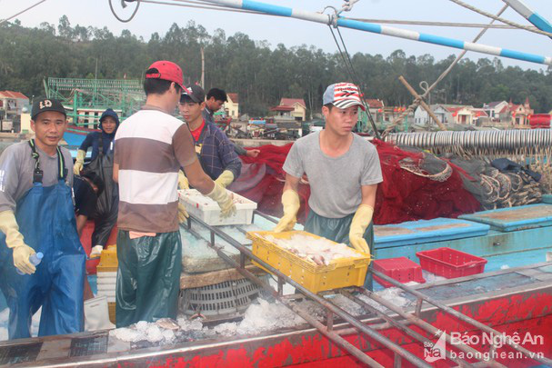 Nghệ An: 1 tàu vây ra khơi 2 đêm, trúng mẻ cá gì mà bán được gần 400 triệu đồng? - Ảnh 1.