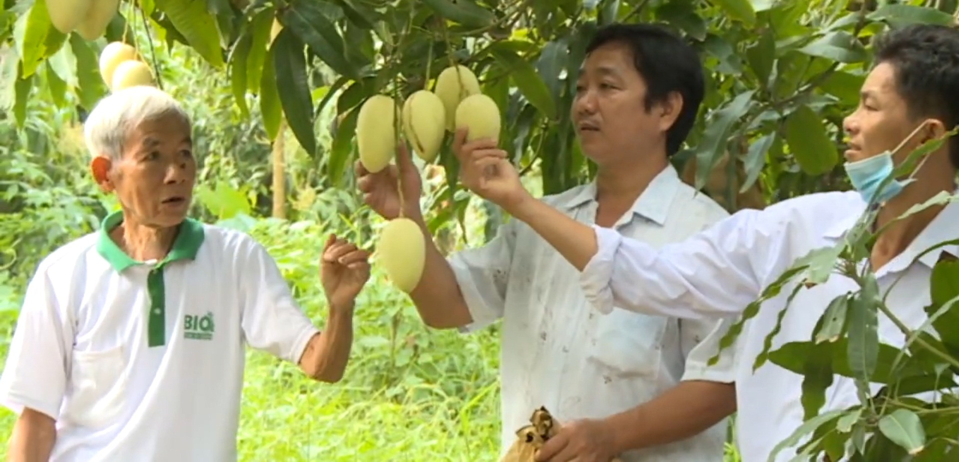 Đồng Tháp: Sản xuất xoài Cát Chu theo hướng an toàn, không lo thiếu đầu ra - Ảnh 3.