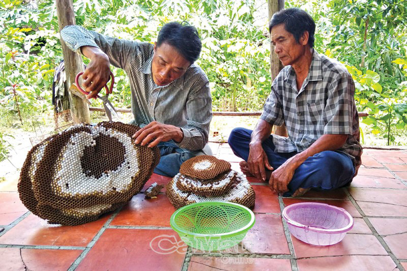 Những dị nhân &quot;cả gan&quot; săn hung thần ong vò vẽ - loài ong có nọc độc cực mạnh trong rừng U Minh Hạ - Ảnh 2.