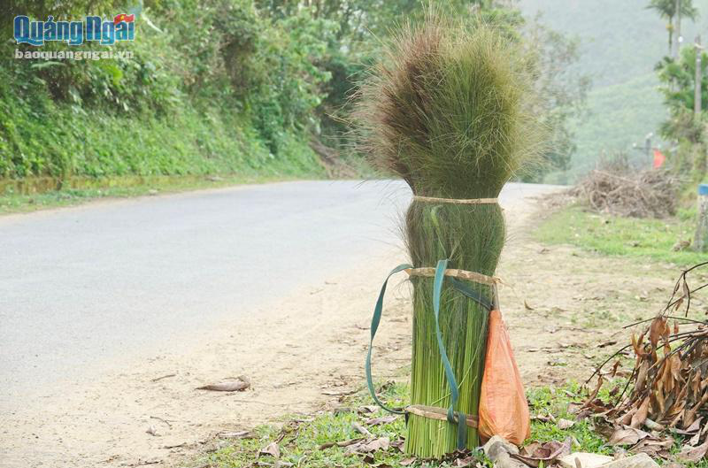 Quảng Ngãi: Leo đèo, lội suối hái &quot;lộc rừng&quot;- loại cây từ nhà giàu đến nhà nghèo đều dùng đến - Ảnh 3.