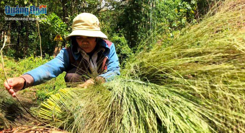 Quảng Ngãi: Leo đèo, lội suối hái &quot;lộc rừng&quot;- loại cây từ nhà giàu đến nhà nghèo đều dùng đến - Ảnh 6.