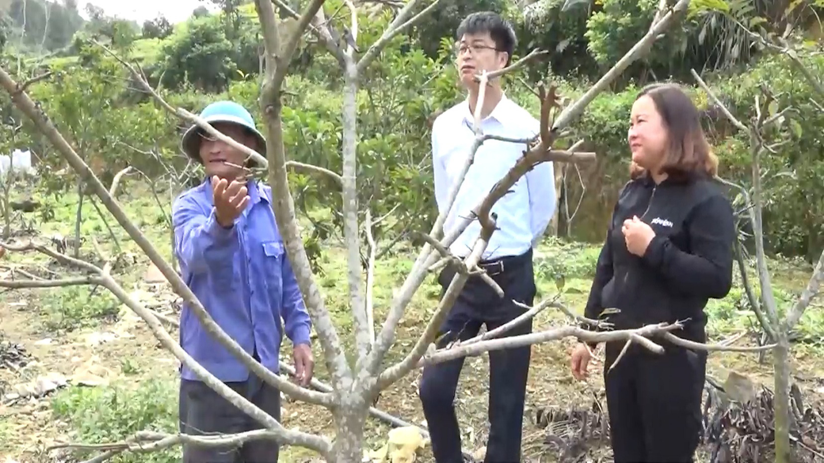 Yên Bái: Triển vọng từ mô hình trồng na ở huyện Văn Chấn - Ảnh 3.