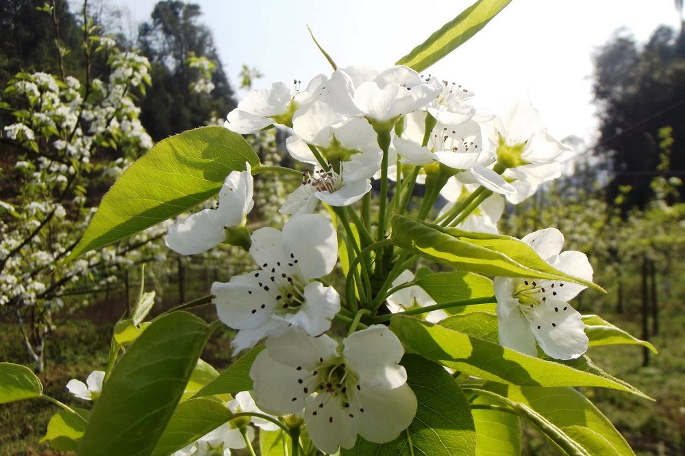 Lào Cai: Đẹp mê mẩn với sắc trắng hoa lê Bắc Hà - Ảnh 1.