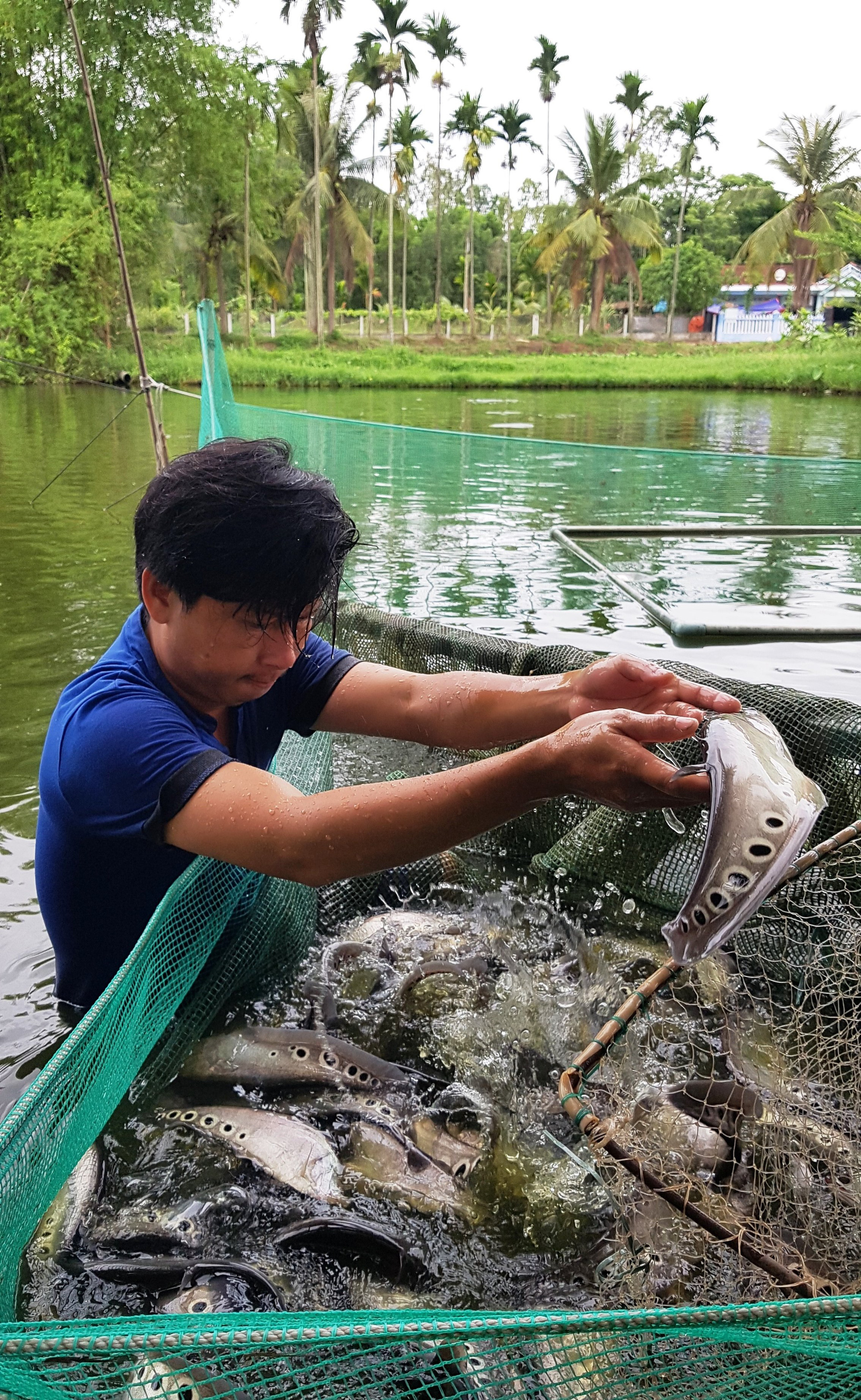 Đà Nẵng: 8X vươn lên làm giàu nhờ nuôi và chế biến loài cá mình có chấm đen, là đặc sản của miền Tây - Ảnh 2.