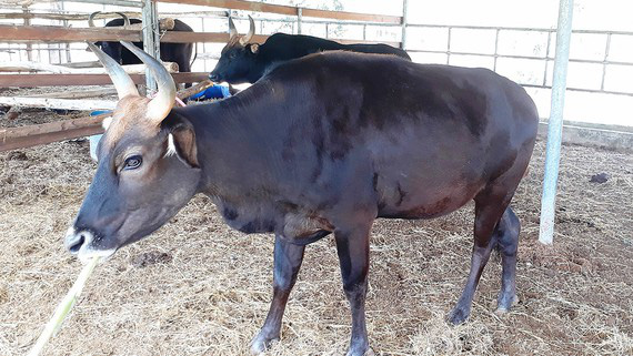 Đàn bò tót lai 11 con từng gầy trơ xương gây xôn xao sau khi đưa về nuôi ở tỉnh Ninh Thuận giờ ra sao? - Ảnh 1.