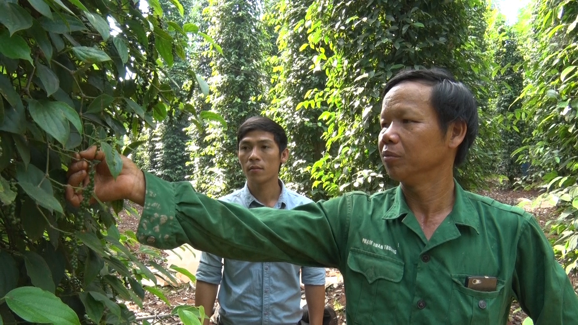 Giá tiêu trắng tăng sốc, vì sao? - Ảnh 1.