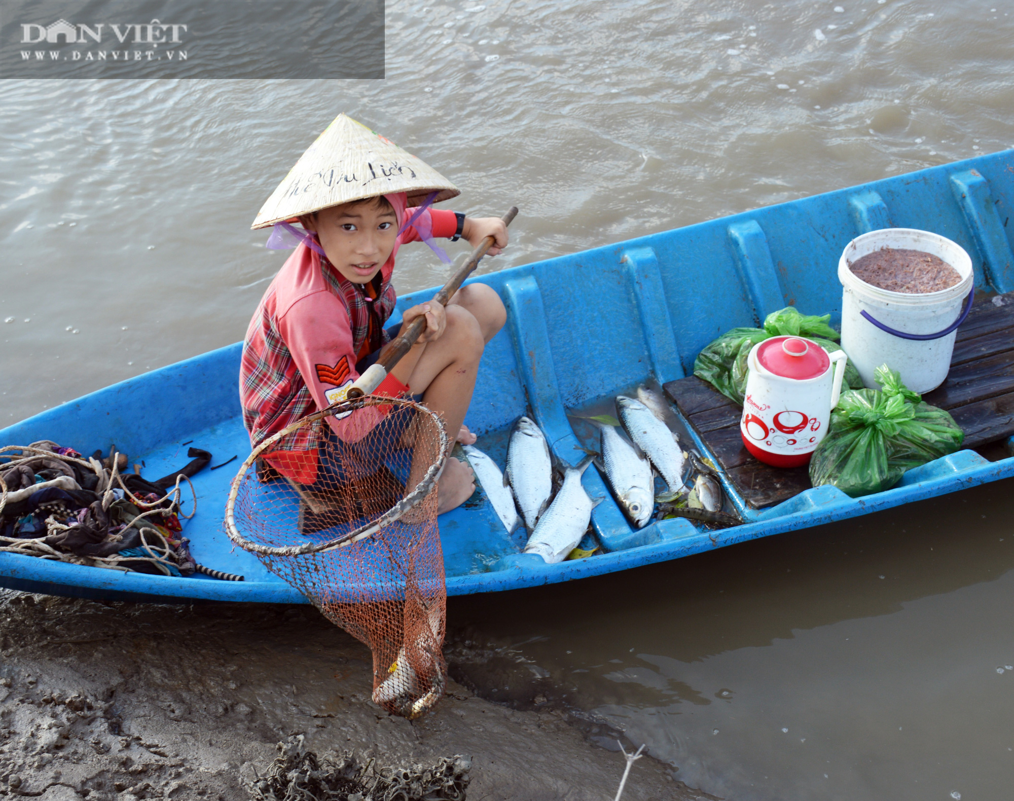 Dùng loại cây này thả xuống vuông hàng trăm kg cá chết, nông dân phải dùng xuống, thau đựng - Ảnh 11.