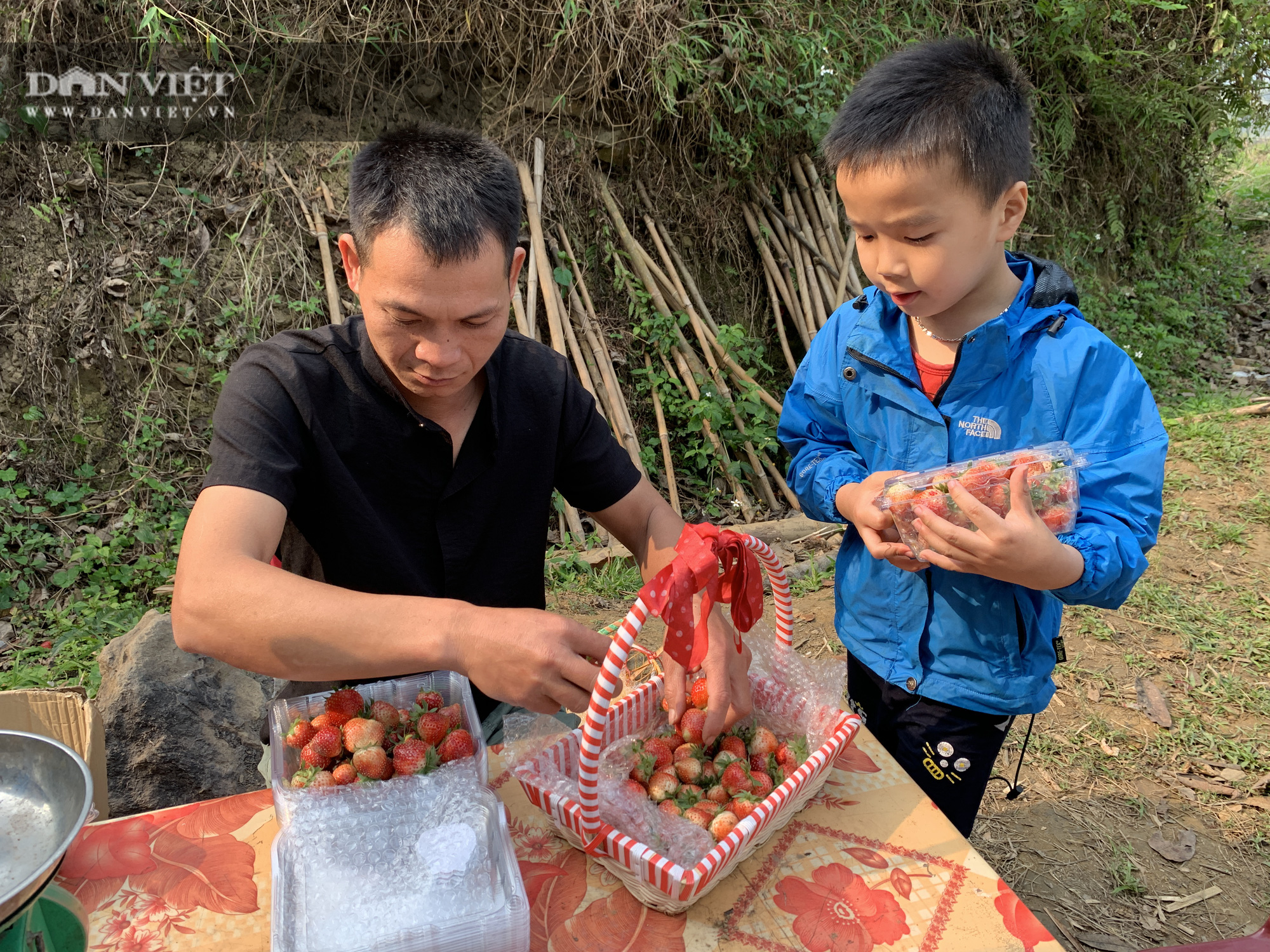 Bắc Kạn: Trồng dâu tây, cho ăn miễn phí tại vườn mà kiếm cả chục triệu đồng mỗi ngày - Ảnh 4.