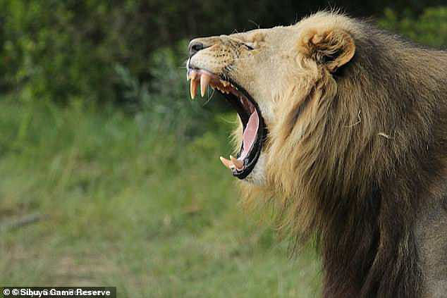 Sư tử ăn thịt người trong vườn quốc gia Nam Phi - Ảnh 3.