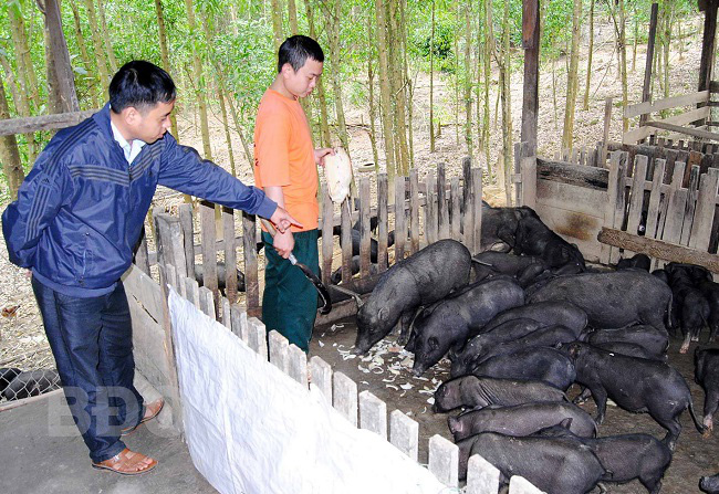 Bình Định: Loài heo đen đặc sản này thơm ngon cỡ nào mà được huyện An Lão hỗ trợ? - Ảnh 1.