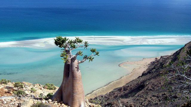 Đảo Socotra - hòn đảo sở hữu hệ sinh thái đặc biệt nhất Trái đất - Ảnh 2.