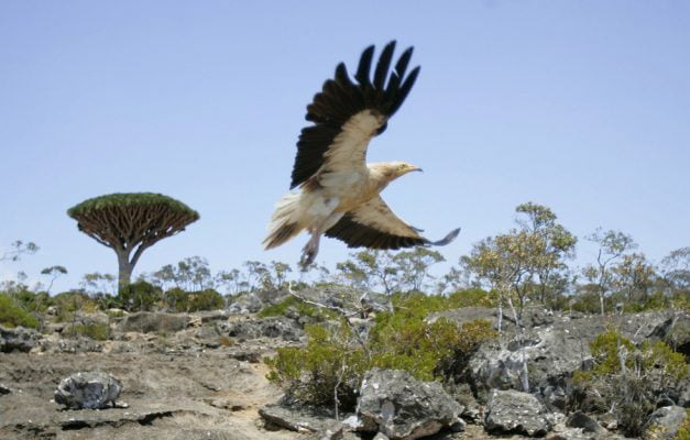 Đảo Socotra - hòn đảo sở hữu hệ sinh thái đặc biệt nhất Trái đất - Ảnh 3.