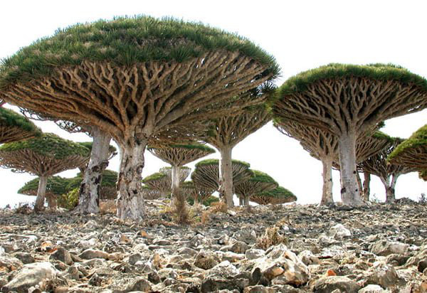 Đảo Socotra - hòn đảo sở hữu hệ sinh thái đặc biệt nhất Trái đất - Ảnh 4.