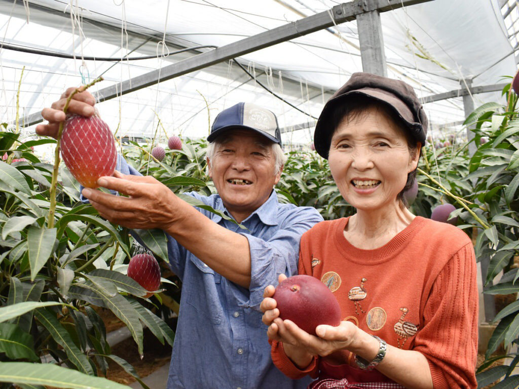 Ông Miwa, nông dân ở Nhật Bản còn tiết lộ, mỗi ngày vẫn đến trang trại trồng xoài cùng vợ để vừa ngắm quả, vừa chăm sóc giúp cây phát triển tốt, theo dõi nhiệt độ, độ ẩm, xới đất, tưới nước, tỉa cành.