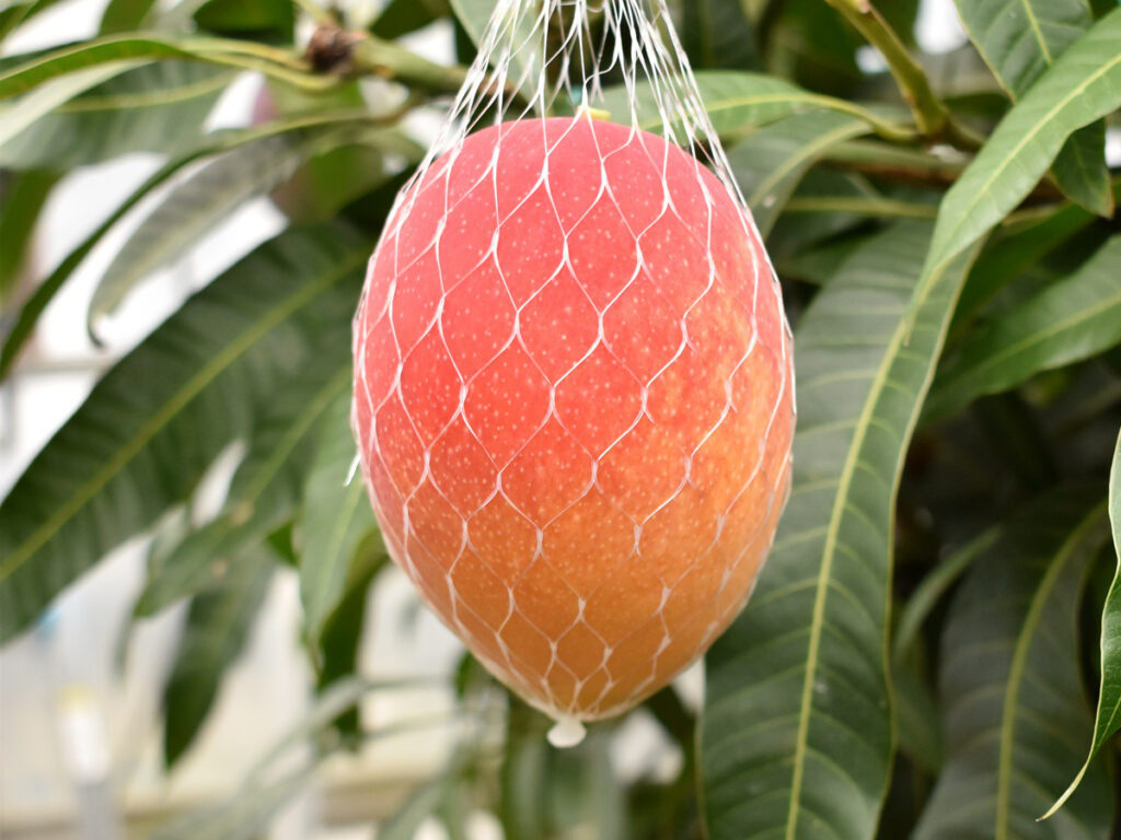 Hé lộ bí mật của nông dân Nhật tạo ra quả xoài có giá trăm triệu đồng - Ảnh 4.