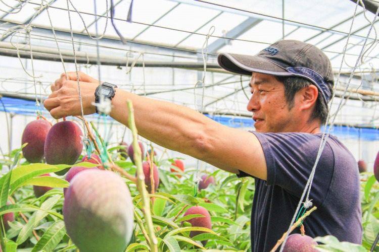 Vẻ ngoài và hương vị, độ ngon gây ấn tượng khiến cho xoài &quot;trứng của mặt trời&quot; được chọn làm món quà sang chảnh để tặng người thân, đối tác.