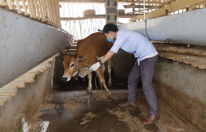 Bệnh viêm da nổi cục trâu bò lây lan tại hai huyện của tỉnh Thái Nguyên - Ảnh 1.
