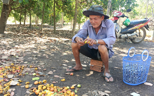 Nông dân huyện Châu Đức, Bà Rịa-Vũng Tàu đang thu hoạch điều. Ảnh: IT