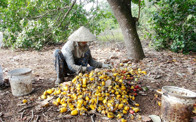 Nông dân thu hoạch điều ở Đồng Nai