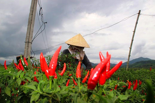 Bình Định: Thị trường Trung Quốc &quot;không ăn&quot;, giá ớt lao dốc &quot;đến khó tin&quot; - Ảnh 1.