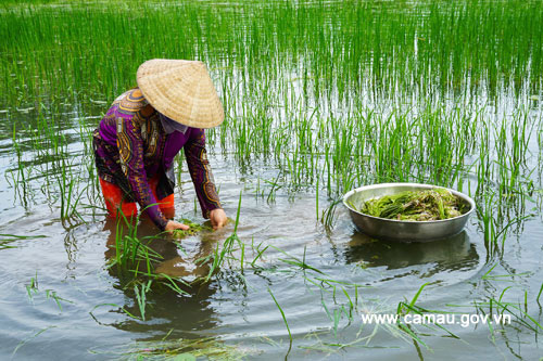 Cà Mau: Thứ rau dại xanh ngăn ngắt, mềm như bún mọc hoang ngoài đồng nước, dân đi hái không đủ mà bán - Ảnh 1.