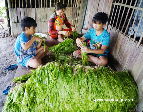 Cà Mau: Thứ rau dại xanh ngăn ngắt, mềm như bún mọc hoang ngoài đồng nước, dân đi hái không đủ mà bán - Ảnh 3.