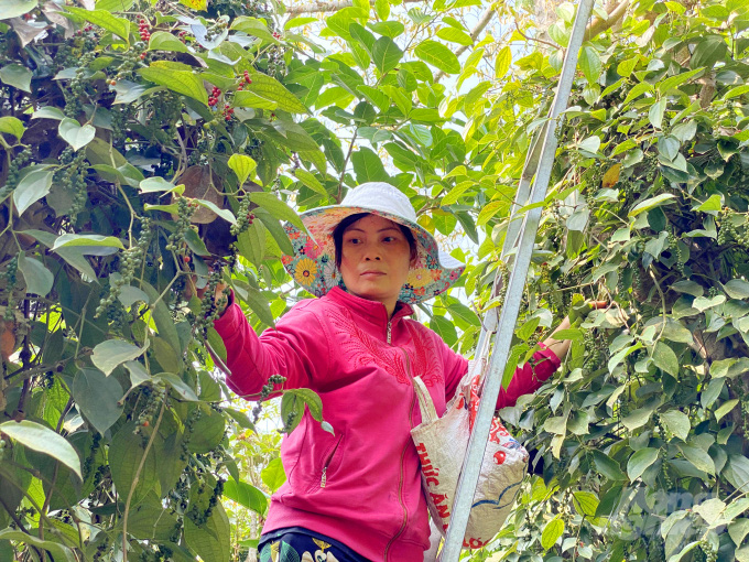 An Giang: Trồng tiêu kiểu độc lạ trên núi, không cần đào hố làm trụ, bán giá 120.000 đồng/kg thương lái vẫn hỏi mua - Ảnh 6.