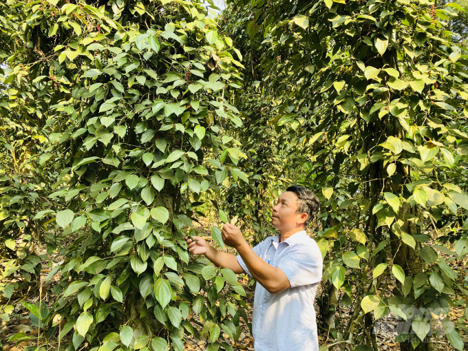 An Giang: Trồng tiêu kiểu độc lạ trên núi, không cần đào hố làm trụ, bán giá 120.000 đồng/kg thương lái vẫn hỏi mua - Ảnh 7.