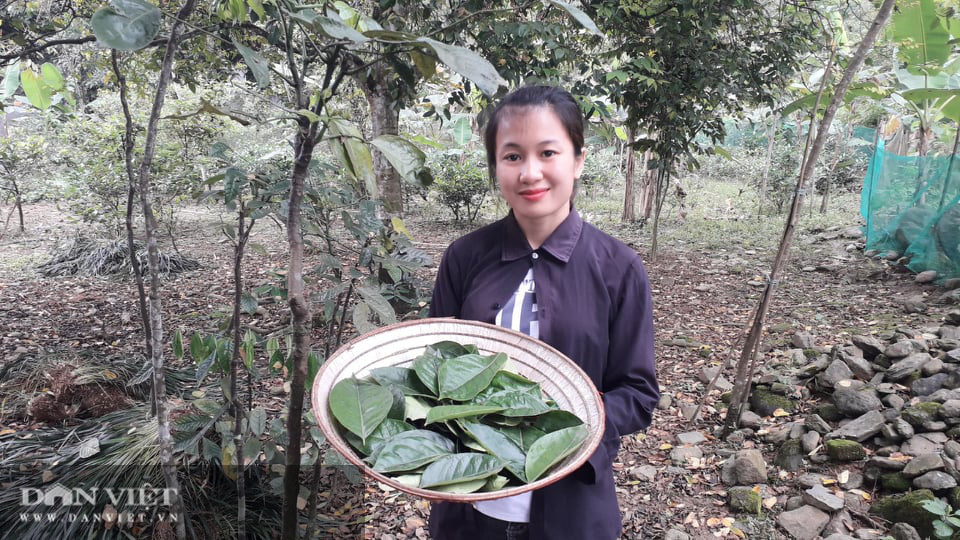 Yên Bái: Lạ trồng thứ cây cứ động vào là thơm nức mũi, bán cả lá cả cây nhiều hàng ăn thi nhau hỏi mua - Ảnh 6.