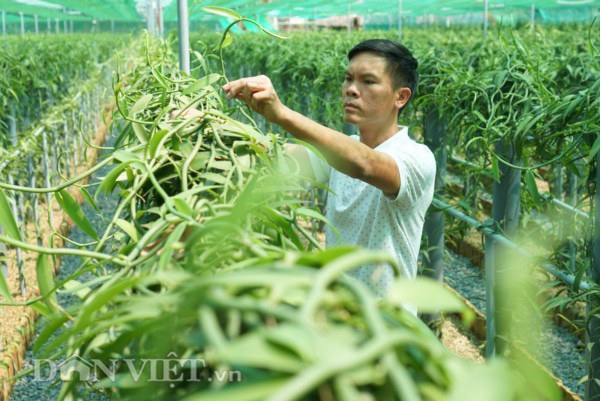 2 loại gia vị đắt bậc nhất thế giới: một thơm nức mũi, một cay không tưởng trồng thành công ở Việt Nam - Ảnh 6.