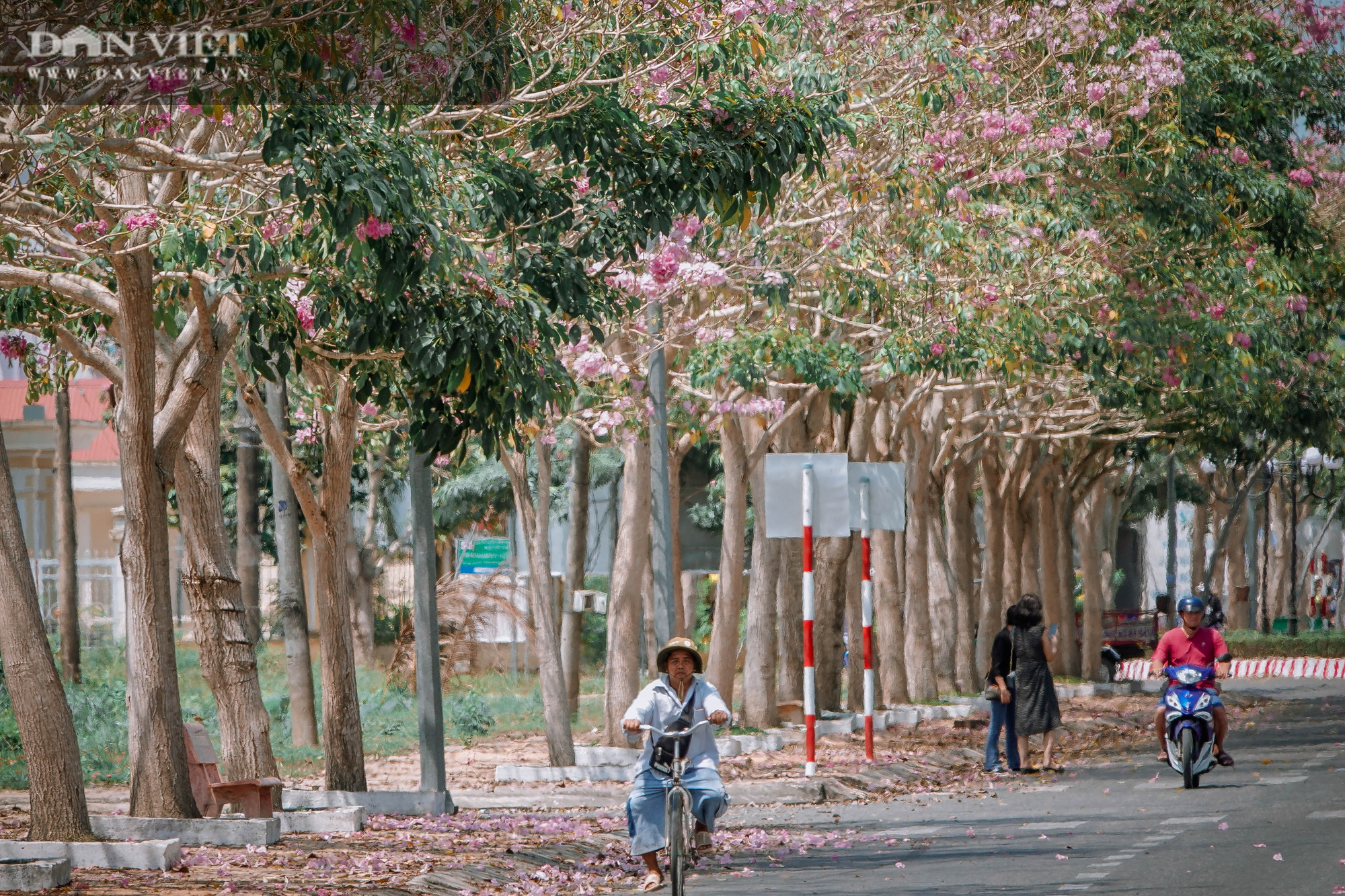 Giới trẻ đổ xô check in tại con đường hoa kèn hồng đẹp như phim Hàn Quốc ở miền Tây - Ảnh 3.