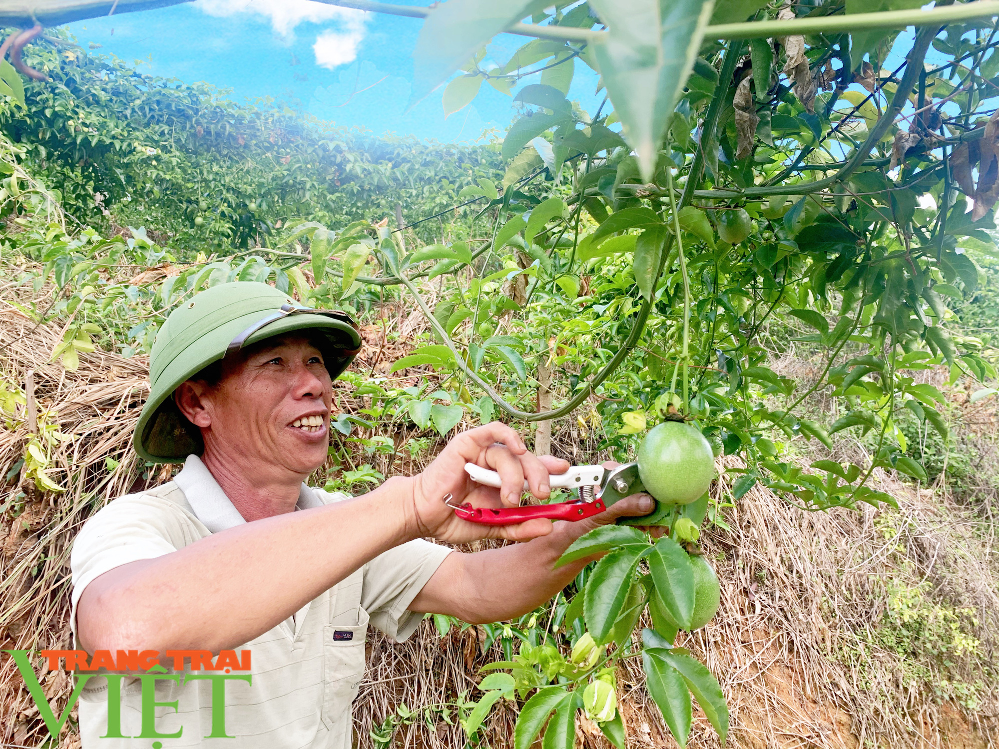 Trồng chanh dây hữu cơ, một nông dân thu nhập khá  - Ảnh 1.