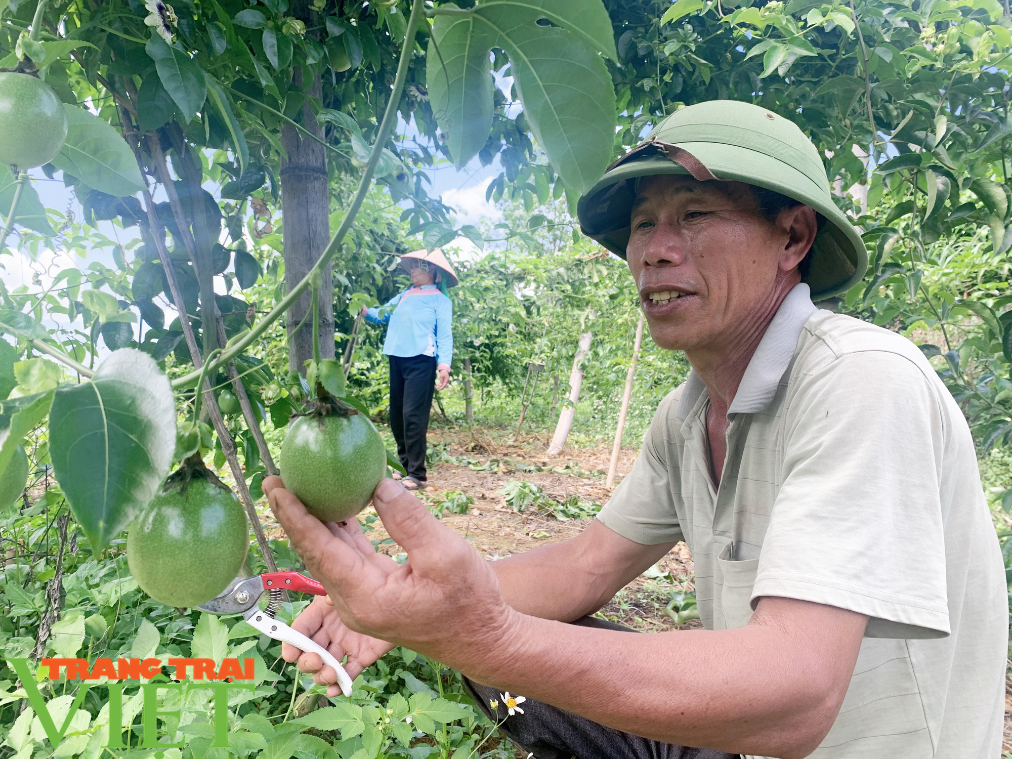 Trồng chanh dây hữu cơ, một nông dân thu nhập khá  - Ảnh 4.