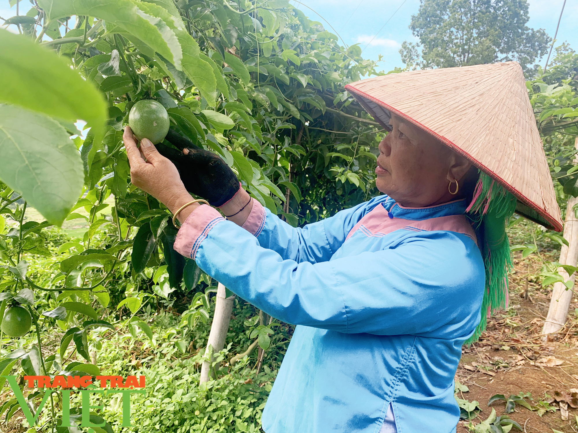 Trồng chanh dây hữu cơ, một nông dân thu nhập khá  - Ảnh 5.