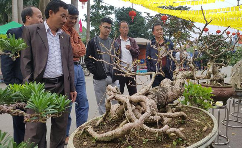 “Quái cây” nhìn như củi khô mà giá ngang cả gia tài, nhà nào sắm được đều &quot;không phải dạng vừa&quot;! - Ảnh 12.